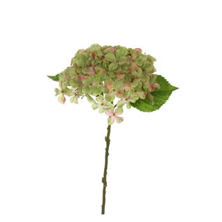 SHORTSTEM HYDRANGEA 40CM GREEN