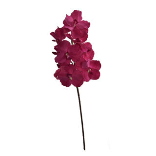 VELVET VANDA ORCHID 80CM BEAUTY